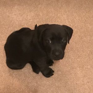 Meet your Posher, Rodney